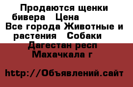 Продаются щенки бивера › Цена ­ 25 000 - Все города Животные и растения » Собаки   . Дагестан респ.,Махачкала г.